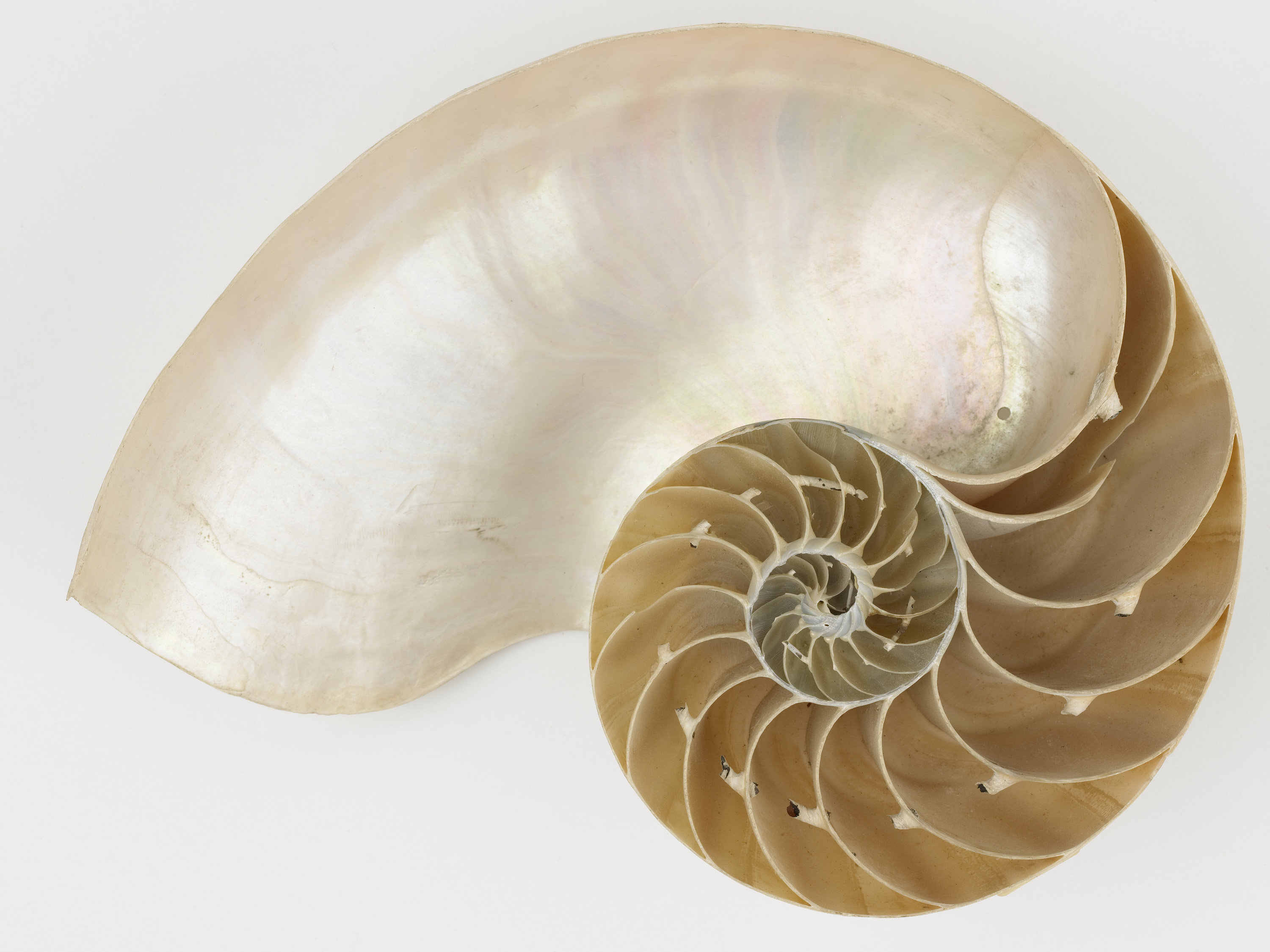 Nautilus Pompilius L. — Zeeuws Museum En