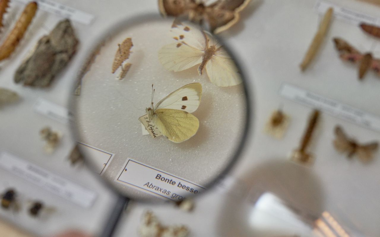 Uyt eygen ervarentheyd. De wondere insectenwereld van Johannes Goedaert. Foto Pim Top